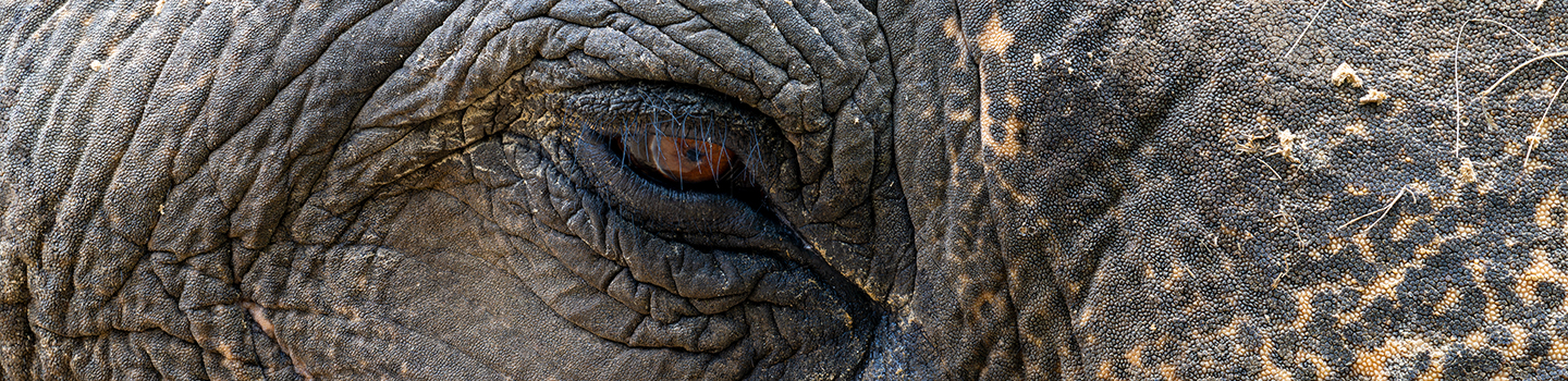 Elephant's Eye